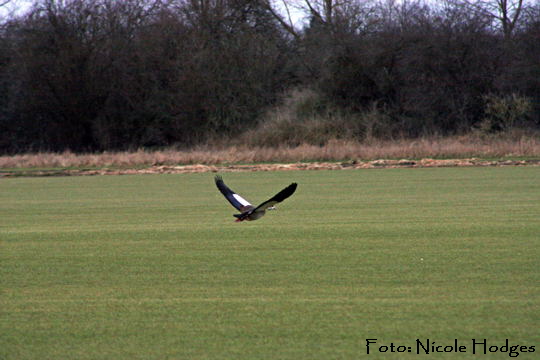 Nilgans-Alopochen aegyptiacus Februar-2-Httenfeld Fertigrasen N