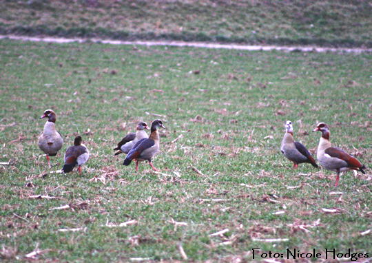 Nilgans-Januar-1-zw. Httenfeld u. Hemsbach N