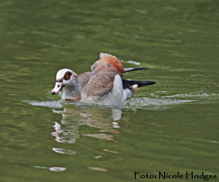 Nilgans-Mai09-Luisenpark 450-2-N