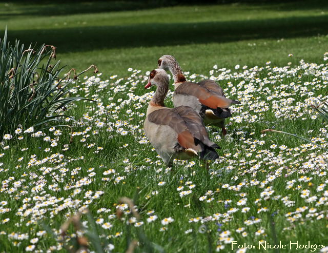 Nilgans-Mai09-Luisenpark 640-1N