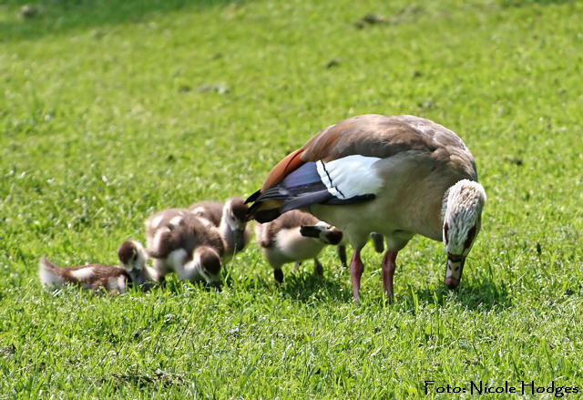 Nilgans-mitJungen-LuisenparkMrz2009-1-N