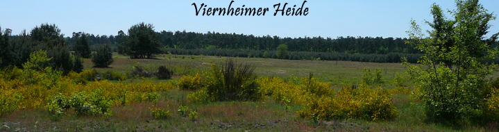 Mai 2008 Viernheimer Heide 
