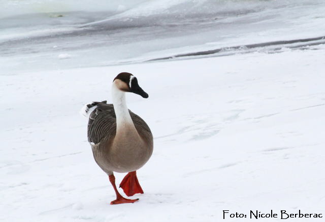 Schwanengans (Anser cygnoides)-Biedensand-3-02.01.11_N