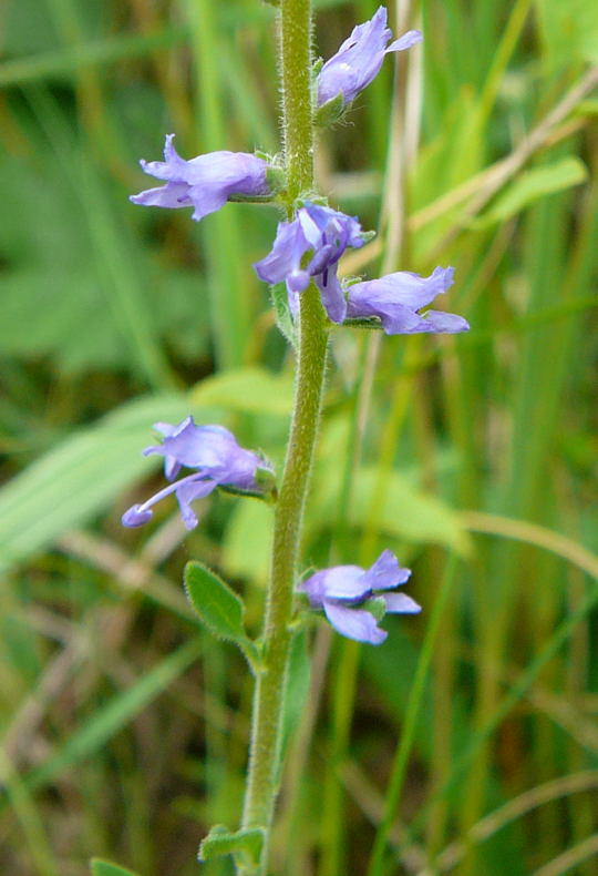 hren-Blauweiderich - Pseudolysimachium spicata