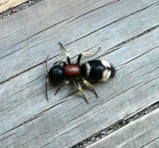 Ameisenwespe - Mutilla marginata