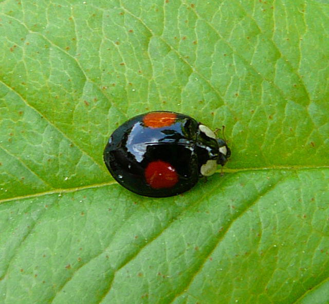 Asiatischer Marienkäfer - Harmonia axyridis  