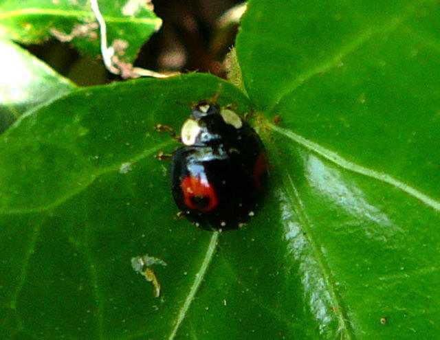 Asiatischer Marienkfer - Harmonia axyridis  