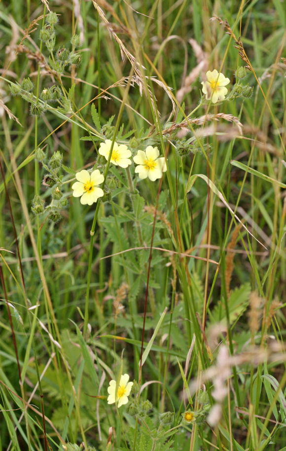 Aufrechtes Fingerkraut - Potentilla recta