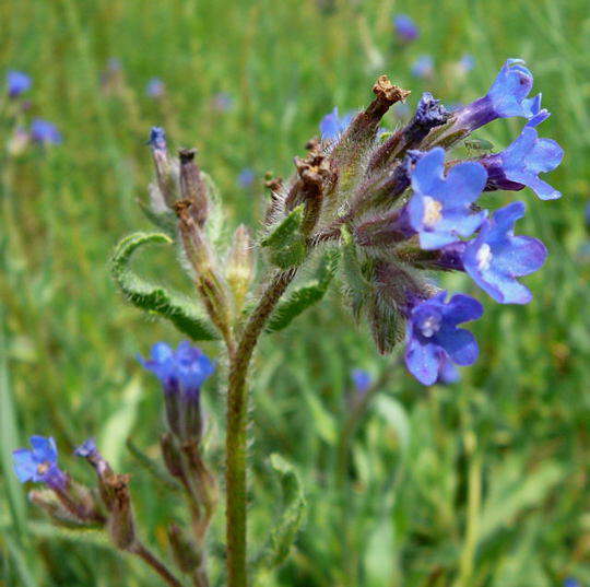 Gemeine Ochsenzunge - Anchusa officinalis