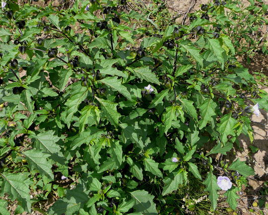 Giftbeere - Nicandra physalodes