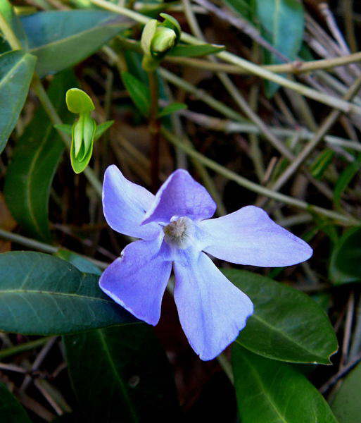 Kleines Immergrn - Vinca minor