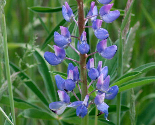 Schmalblttrige Lupine - Lupinus angustifolius