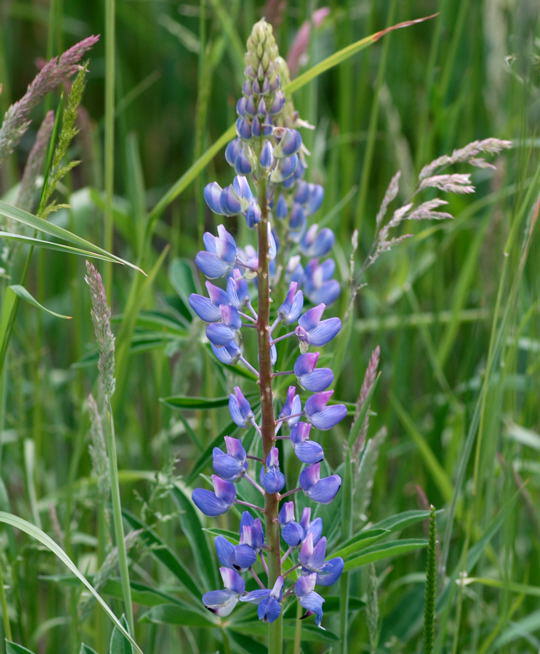 Schmalblttrige Lupine - Lupinus angustifolius 