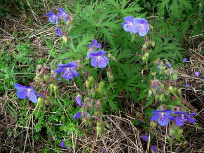 Wiesen-Storchschnabel - Geranium pratense