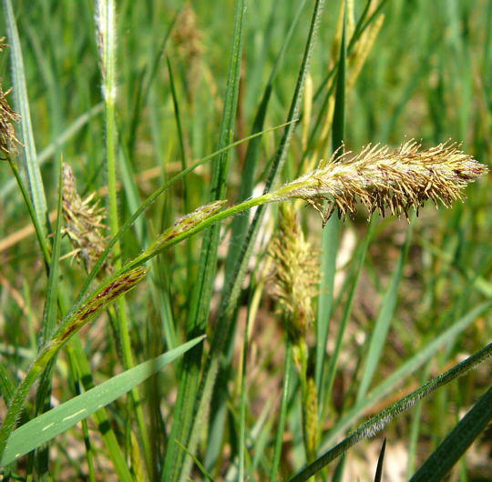 Behaarte Segge - Carex hirta