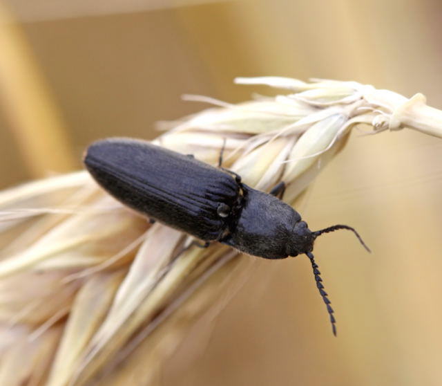 Behaarter Schnellkfer - Hemicrepidius cf. niger