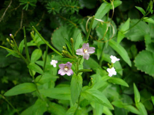 Berg-Weidenrschen - Epilobium montanum