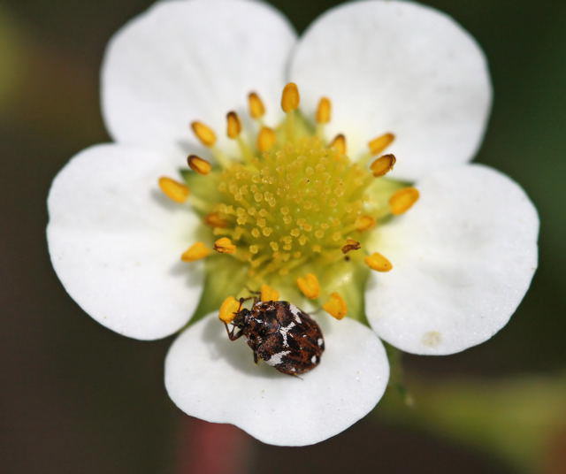 Bibernellen-Bltenkfer - Anthrenus pimpinellae