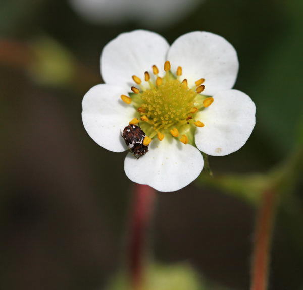 Bibernellen-Blütenkäfer - Anthrenus pimpinellae