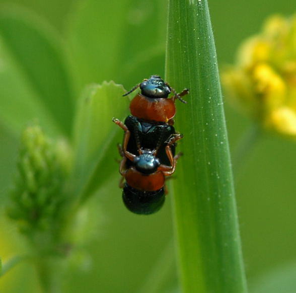 Blauer Langbeinkfer -Smaragdina salicina