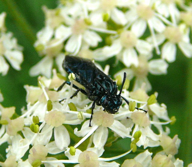 Blauschwarze Blattwespe - Arge gracilicornis