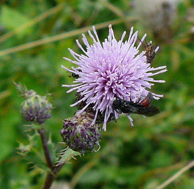 Blutbiene 2 - Sphecodes spec.