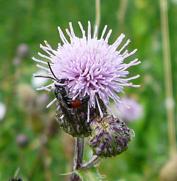 Blutbiene 2 - Sphecodes spec.