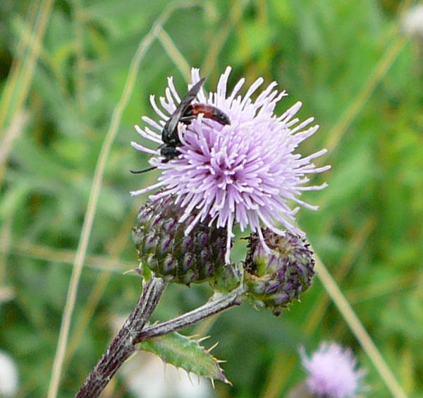 Blutbiene 2 - Sphecodes spec.