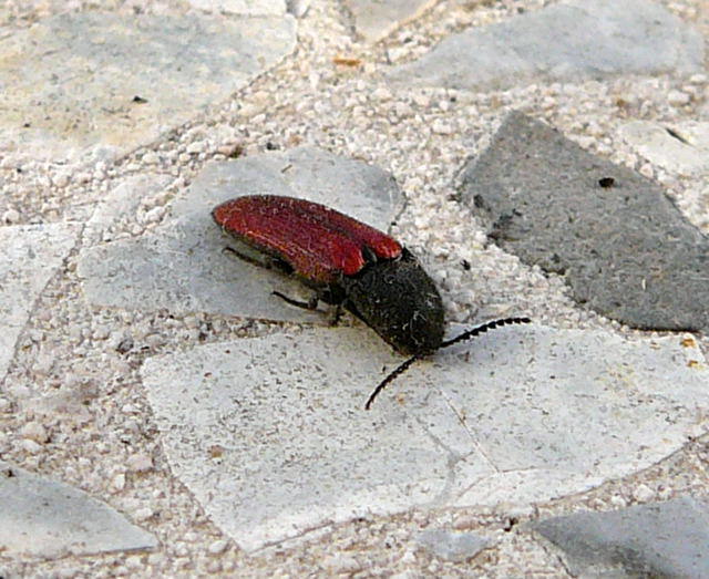 Blutroter Schnellkfer - Ampedus sanguineus