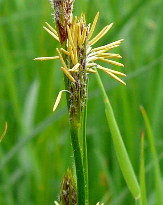 Behaarte Segge - Carex hirta