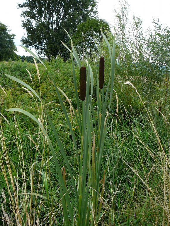 Breitblttriger Rohrkolben (Typha latifolia) 