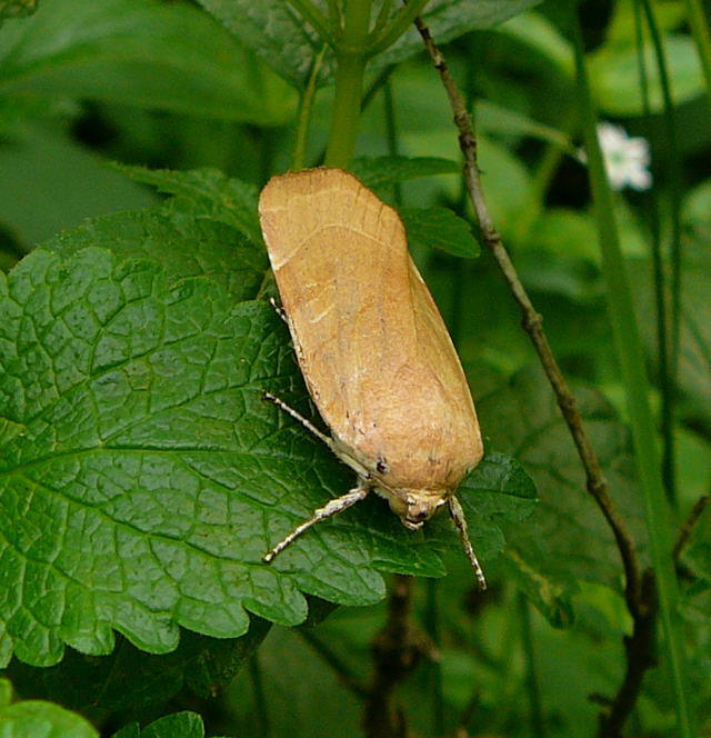 Bunte Bandeule - Noctua fimbriata