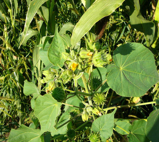 Chinesische Samtpappel - Abutilon theophrasti 