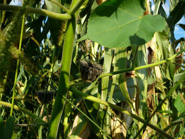 Chinesische Samtpappel - Abutilon theophrasti 