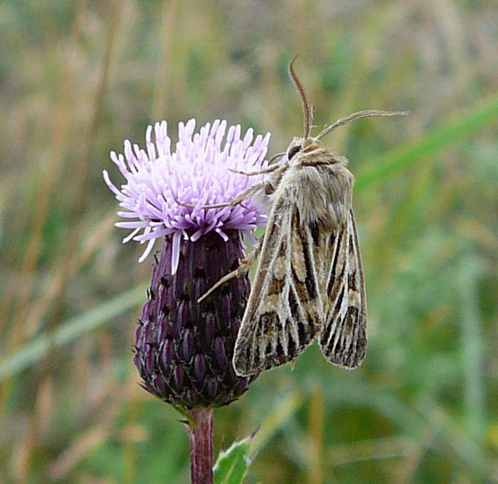 Dreizack-Graseule - Cerapteryx graminis