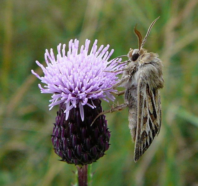 Dreizack-Graseule - Cerapteryx graminis