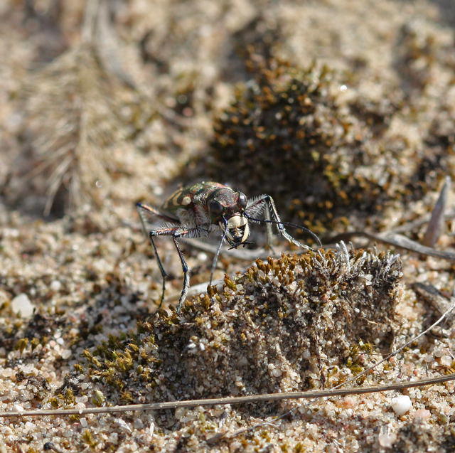 Dnen-Sandluferkfer- Cicindela hybrida