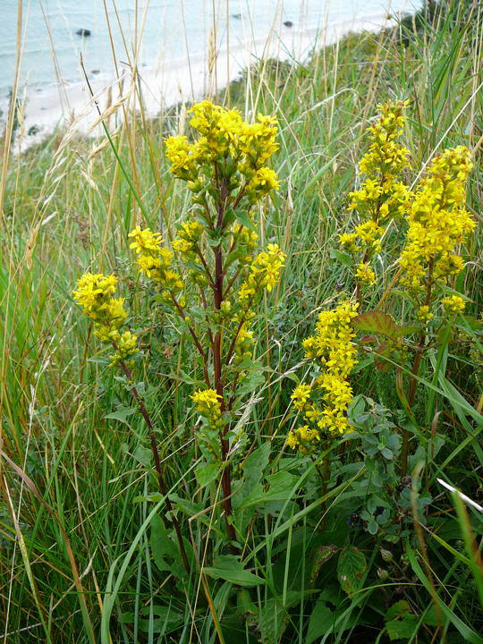 Echte Goldrute - Solidago virgaurea