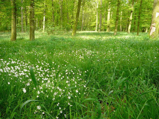 Fundort Bellersheimer Wald 