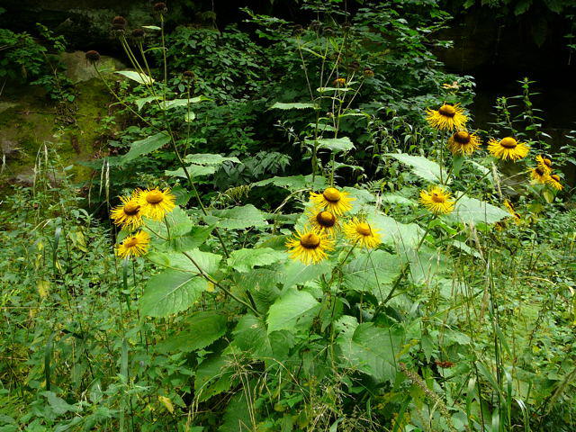 Echter Alant - Inula helenium 