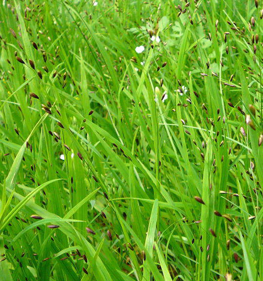 Einbltiges Perlgras - Melica uniflora