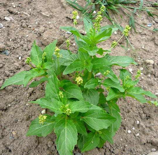 Einjhriges Bingelkraut - Mercurialis annua