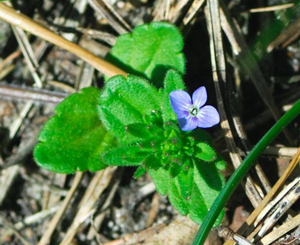 Feld-Ehrenpreis - Veronica arvensis