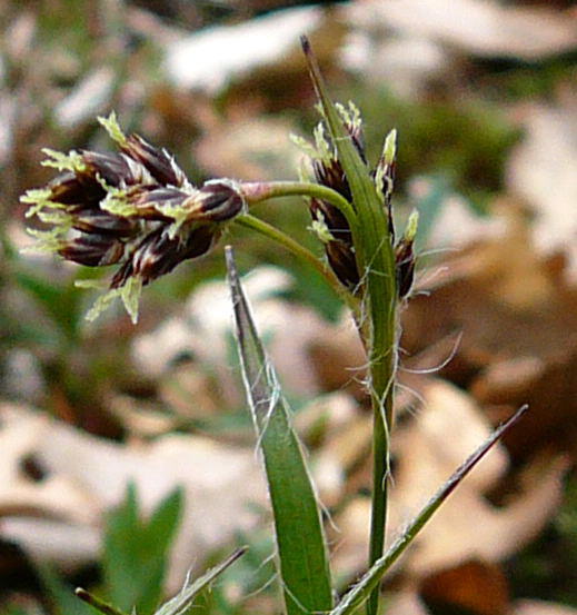 Feld-Hainsimse - Luzula campestris