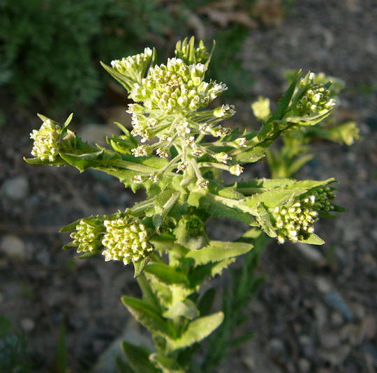 Feld-Kresse - Lepidium campestre