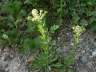 Feld-Kresse - Lepidium campestre