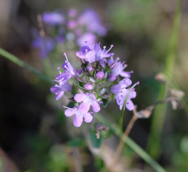 Frhblhender Thymian - Thymus praecox