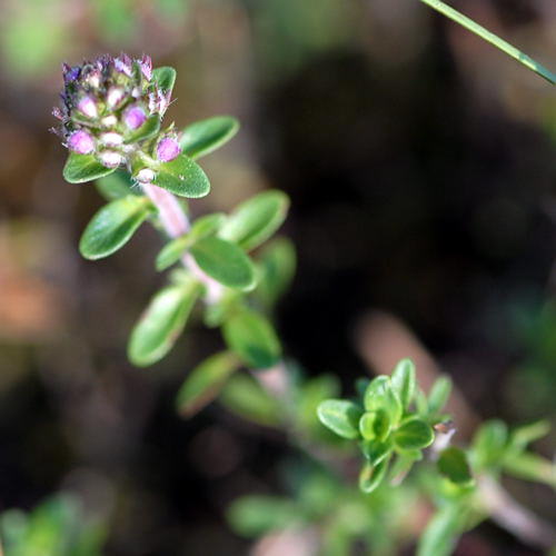 Frhblhender Thymian - Thymus praecox