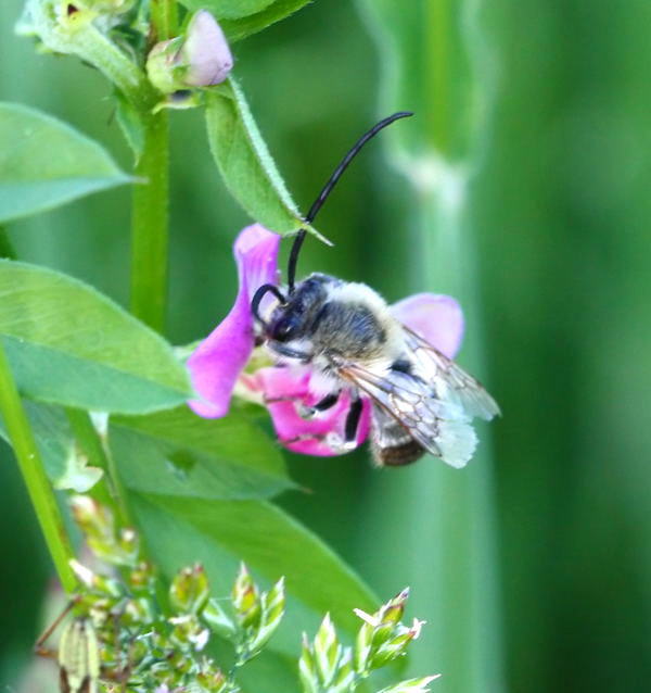 Frühe Langhornbiene - Eucera nigrescens