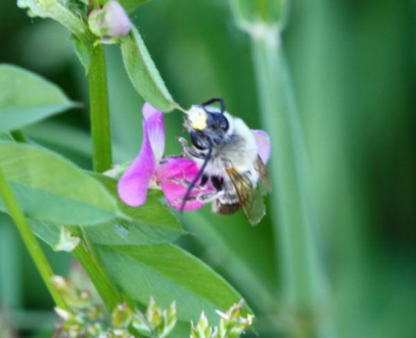 Frhe Langhornbiene - Eucera nigrescens